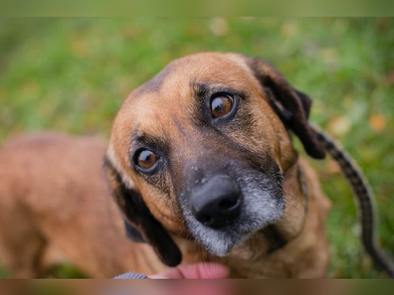 Anka sucht ein Zuhause