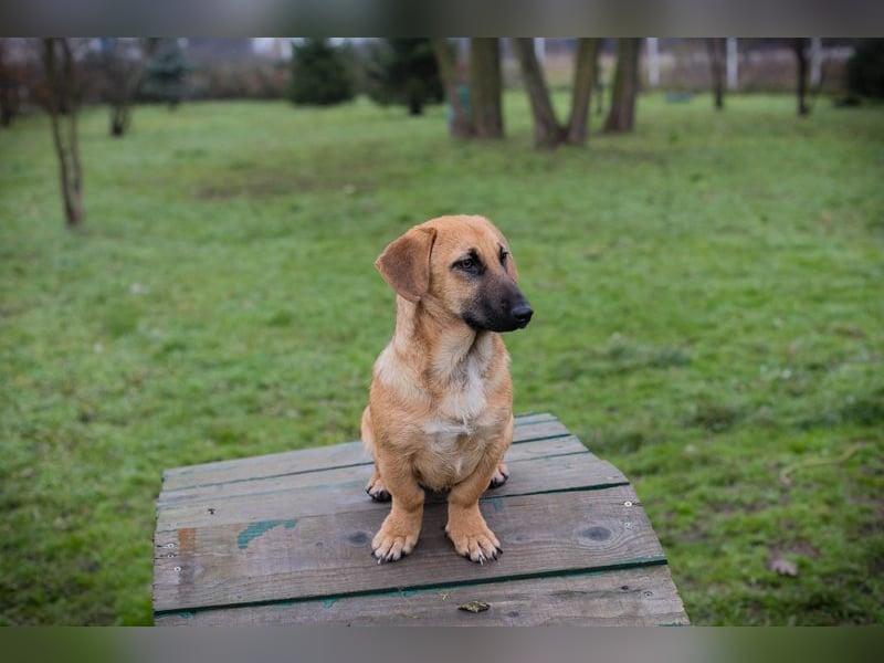 Chip 264811 sucht ein Zuhause