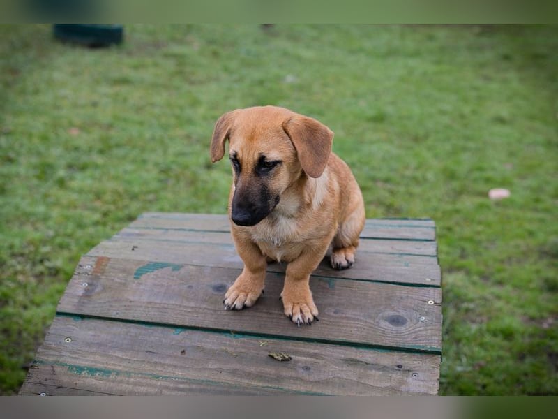 Chip 264811 sucht ein Zuhause