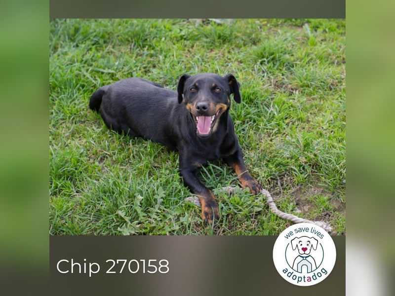 Chip 270158: sucht ein Zuhause