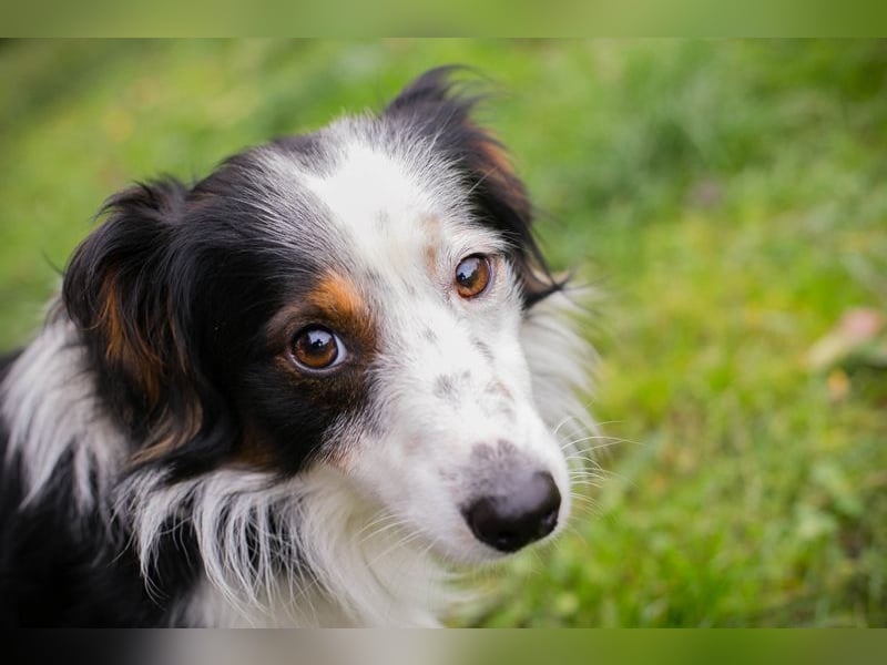 Schmittchen: Junghund sucht ein Zuhaus