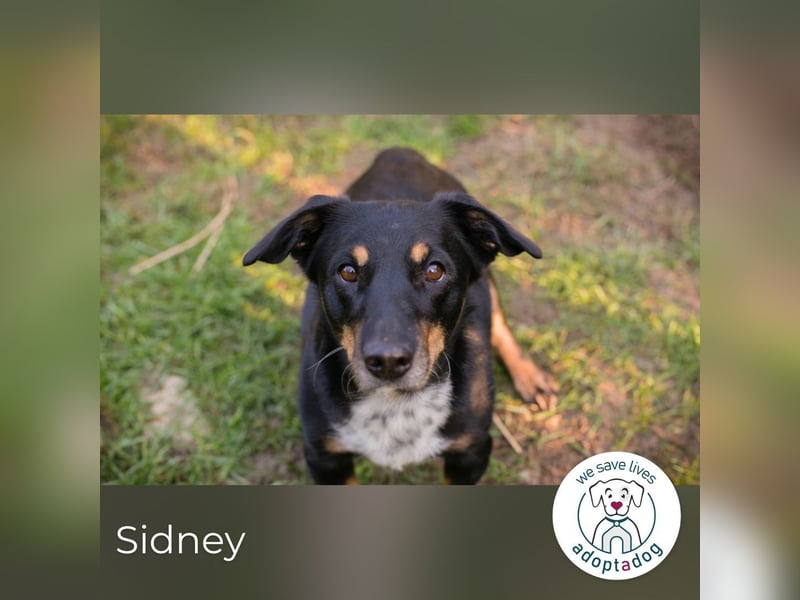 Sidney: Ein Wunder auf vier Pfoten