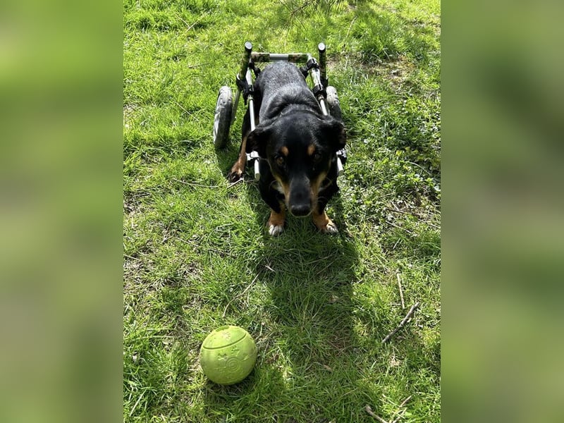 Sidney: Ein Wunder auf vier Pfoten