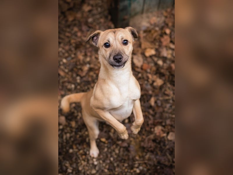 Kalle sucht ein Zuhause