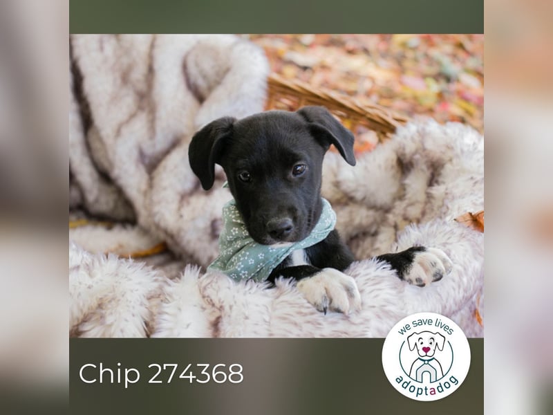 Chip 274368: Hundekind sucht ein Zuhause  Mama Nada