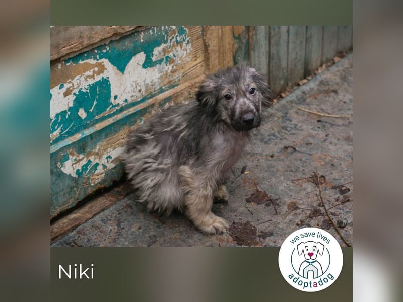 Niki sucht ein Zuhause