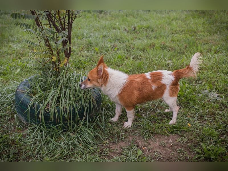 Chip 256143: Hundekind sucht ein Zuhause Chip 256143: Hundekind sucht ein Zuhause