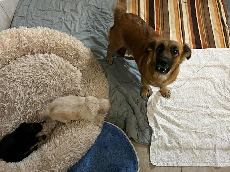 Maika sucht ein Zuhause