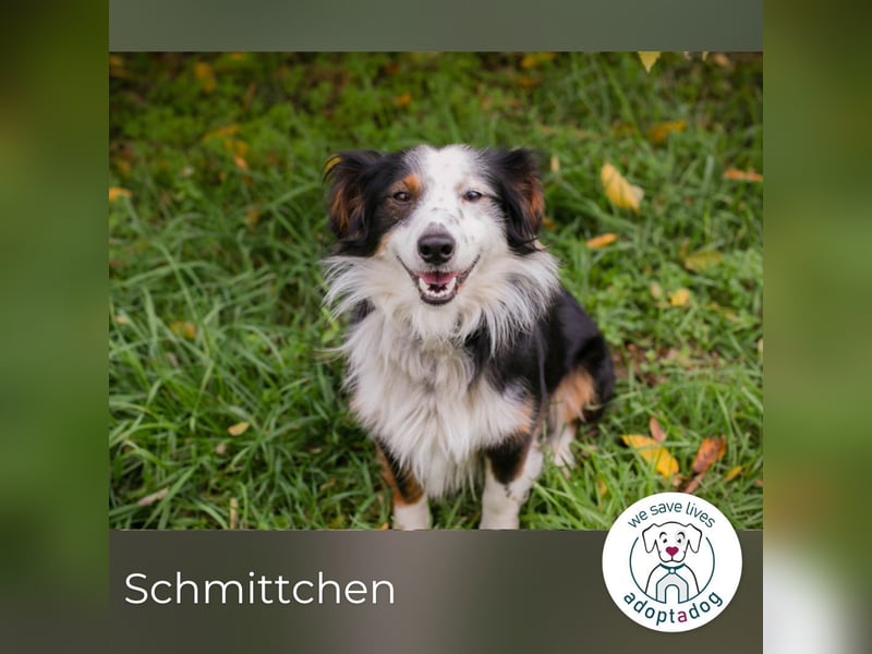 Schmittchen: Junghund sucht ein Zuhaus