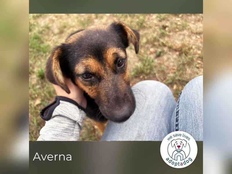 Averna: Zarte kleine Seele