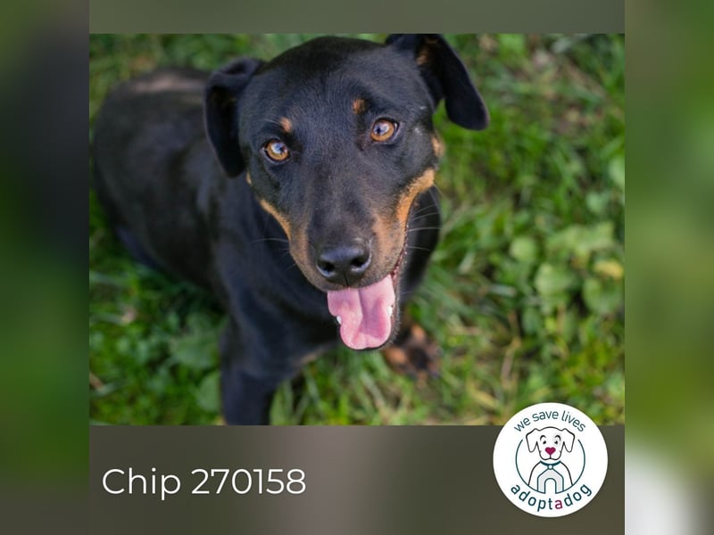 Chip 270158: sucht ein Zuhause