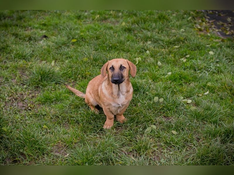 Chip 264811 sucht ein Zuhause