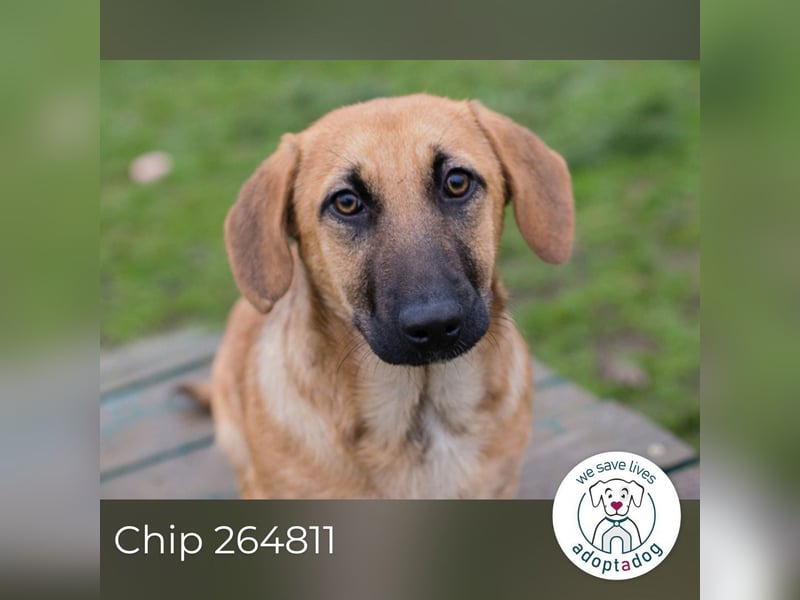 Chip 264811 sucht ein Zuhause