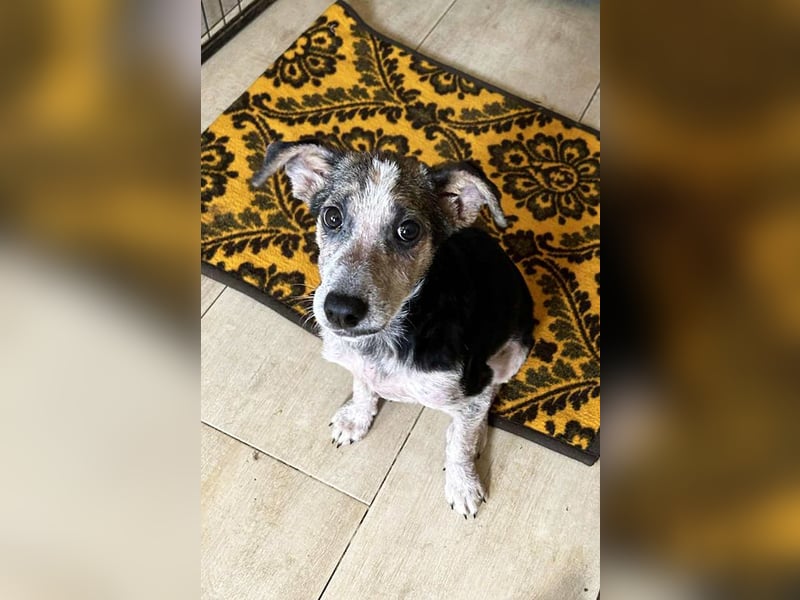 Abby: Hundekind sucht ein Zuhause Abby: Hundekind sucht ein Zuhause
