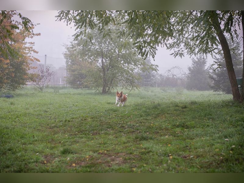 Chip 256143: Hundekind sucht ein Zuhause Chip 256143: Hundekind sucht ein Zuhause