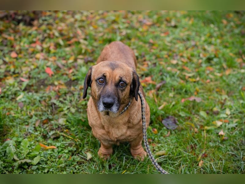 Anka sucht ein Zuhause