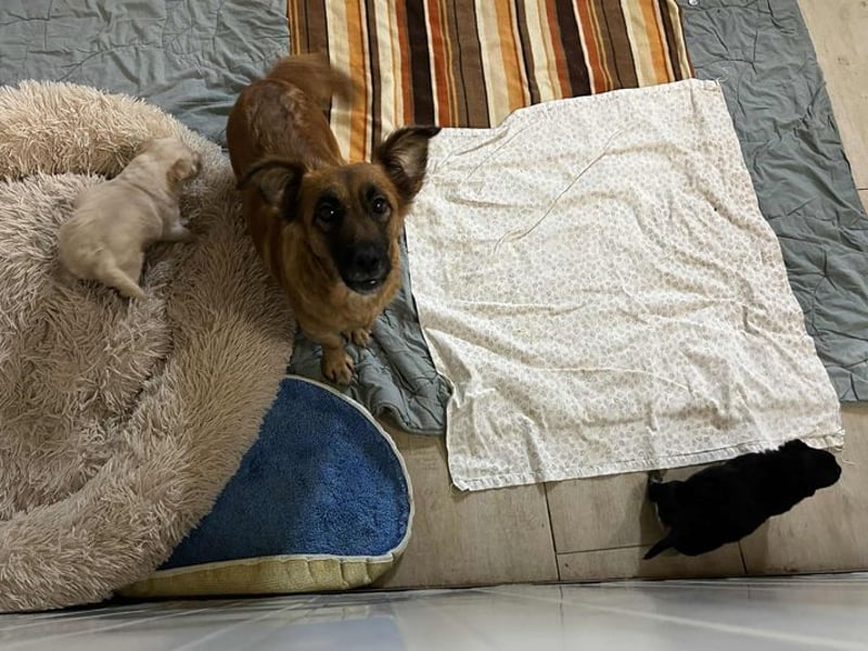 Maika sucht ein Zuhause