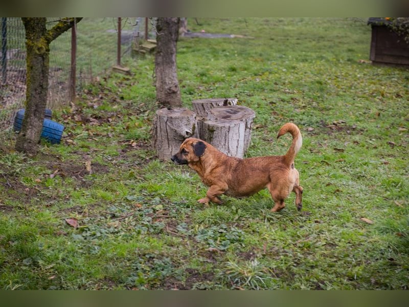 Anka sucht ein Zuhause