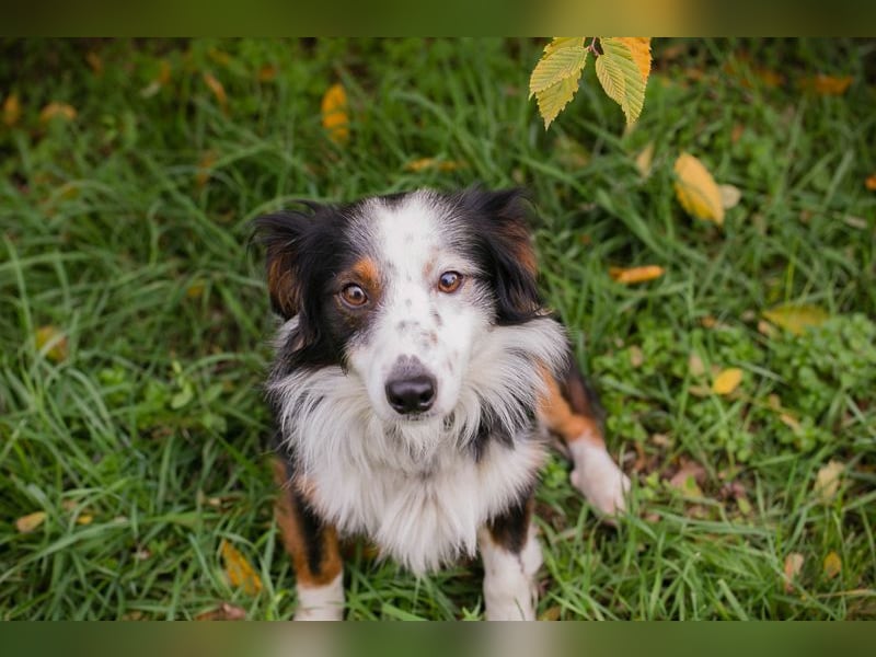 Schmittchen: Junghund sucht ein Zuhaus