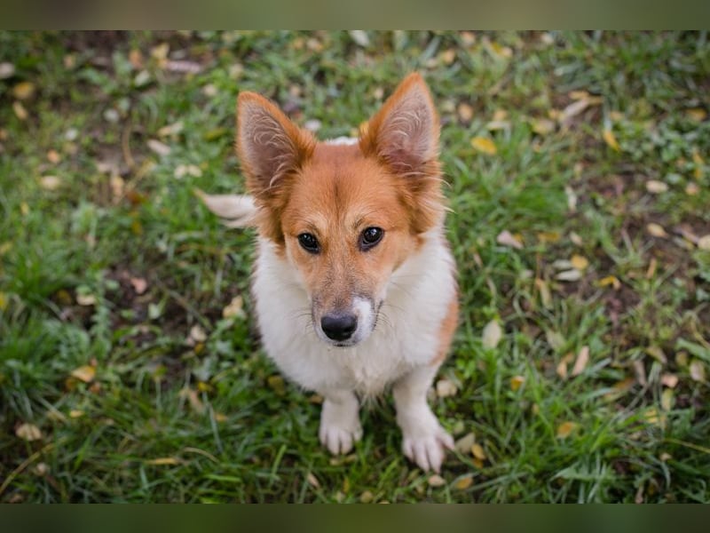 Chip 256143: Hundekind sucht ein Zuhause Chip 256143: Hundekind sucht ein Zuhause