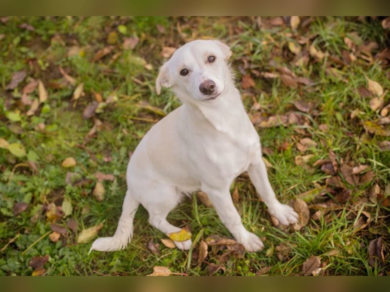 Kimani: Hundekind sucht ein Zuhause