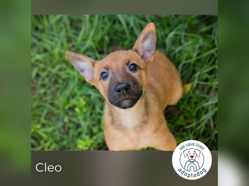Cleo: Hundekind sucht ein Zuhause Cleo: Hundekind sucht ein Zuhause