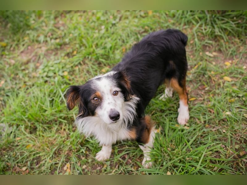 Schmittchen: Junghund sucht ein Zuhaus