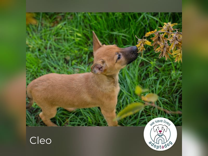 Cleo: Hundekind sucht ein Zuhause Cleo: Hundekind sucht ein Zuhause