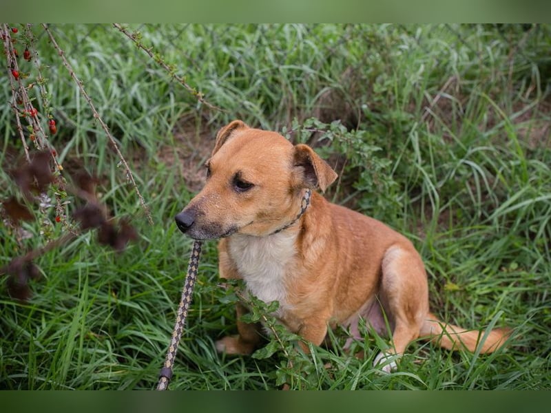 Chip 265594: Sucht ein Zuhause Chip 265594: Sucht ein Zuhause