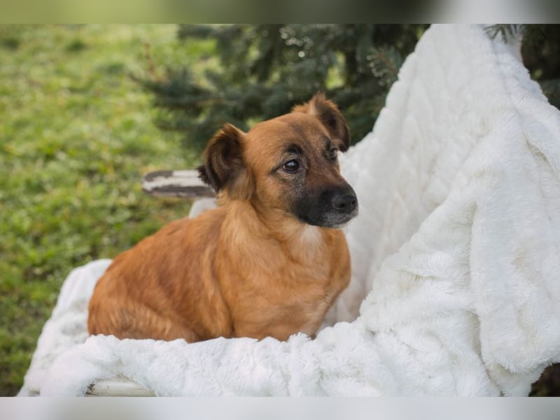 Maika sucht ein Zuhause