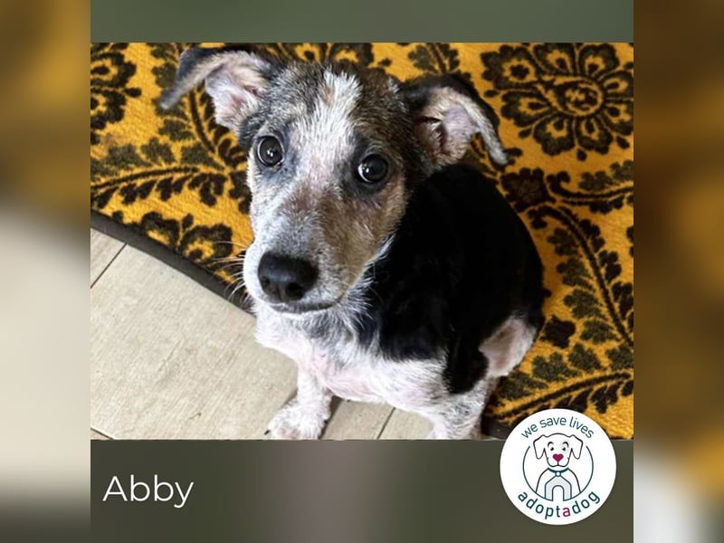Abby: Hundekind sucht ein Zuhause Abby: Hundekind sucht ein Zuhause