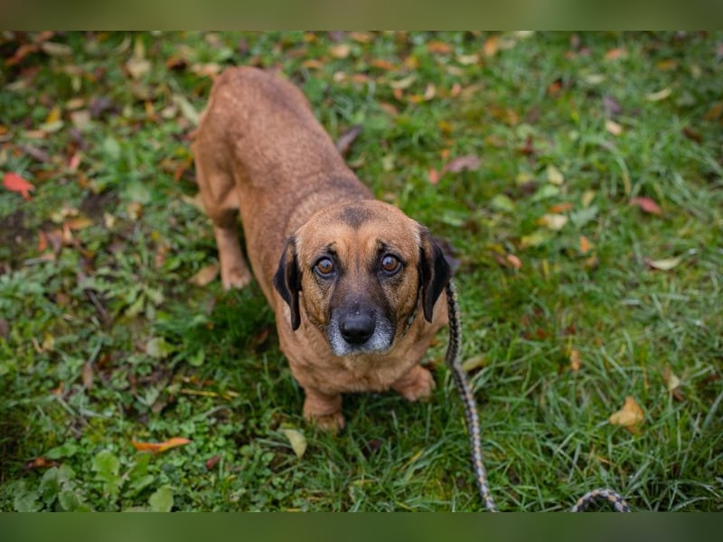 Anka sucht ein Zuhause