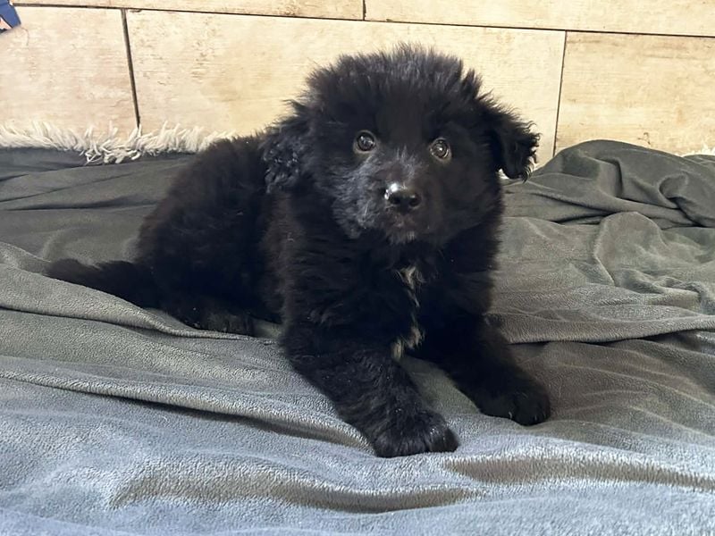 Chip 275371 sucht ein Zuhause