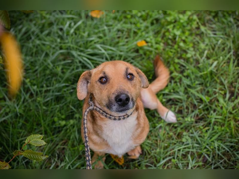Chip 265594: Sucht ein Zuhause Chip 265594: Sucht ein Zuhause