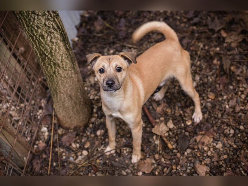 Kalle sucht ein Zuhause