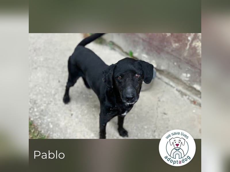 Pablo: Sucht seinen sicheren Hafen