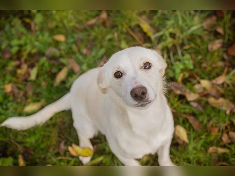 Kimani: Hundekind sucht ein Zuhause