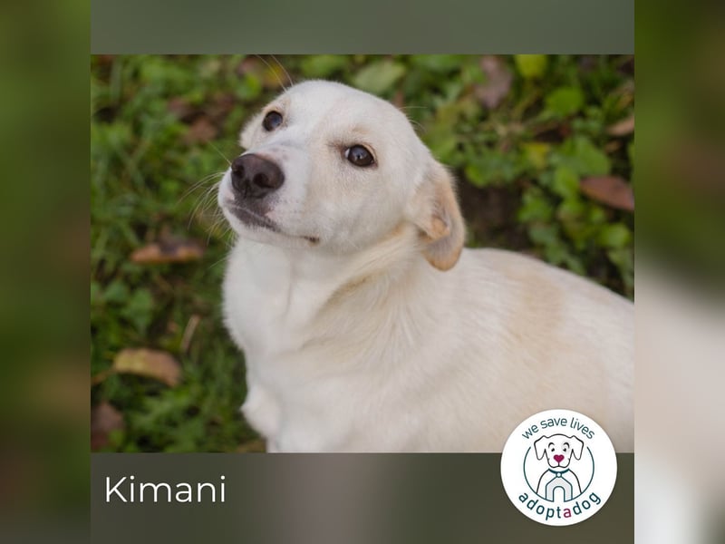 Kimani: Hundekind sucht ein Zuhause