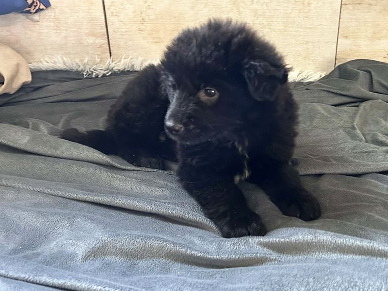 Chip 275371 sucht ein Zuhause