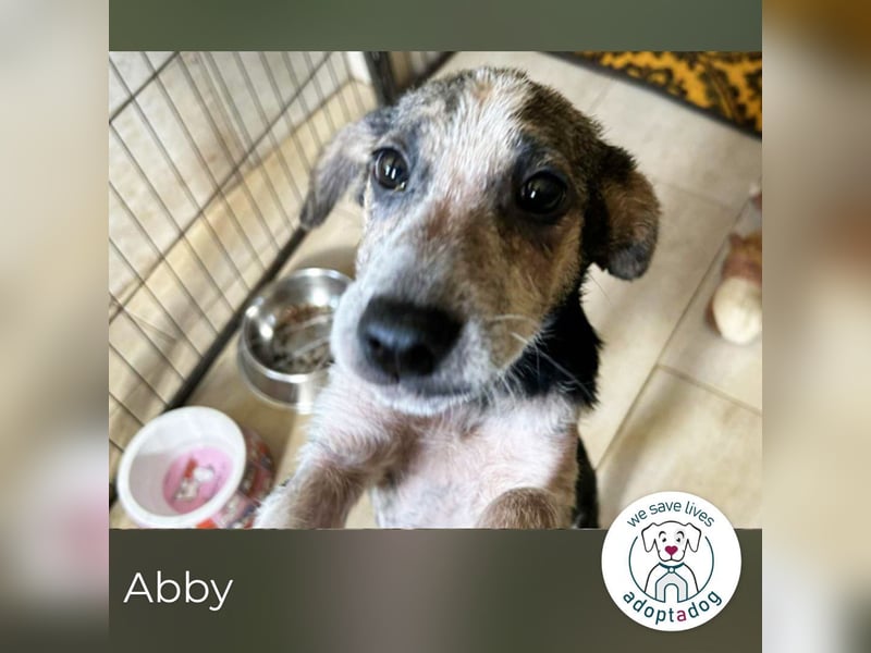 Abby: Hundekind sucht ein Zuhause Abby: Hundekind sucht ein Zuhause