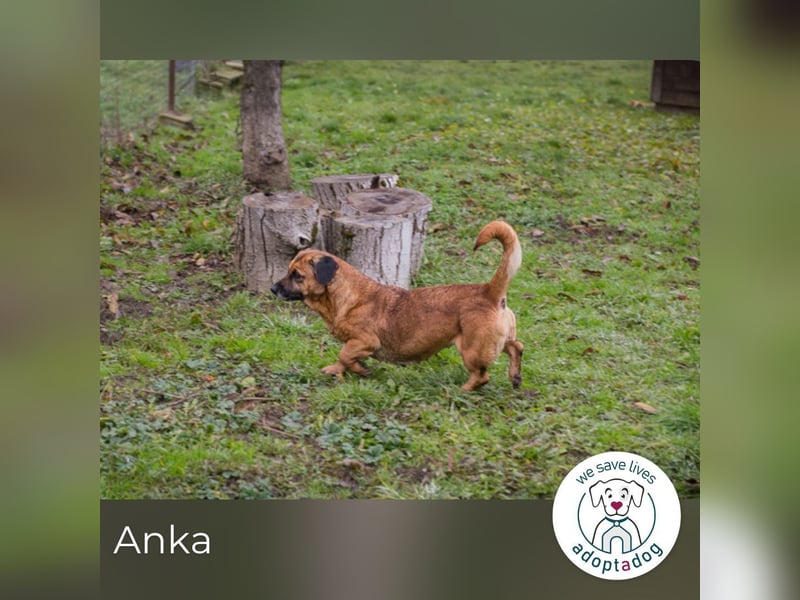 Anka sucht ein Zuhause