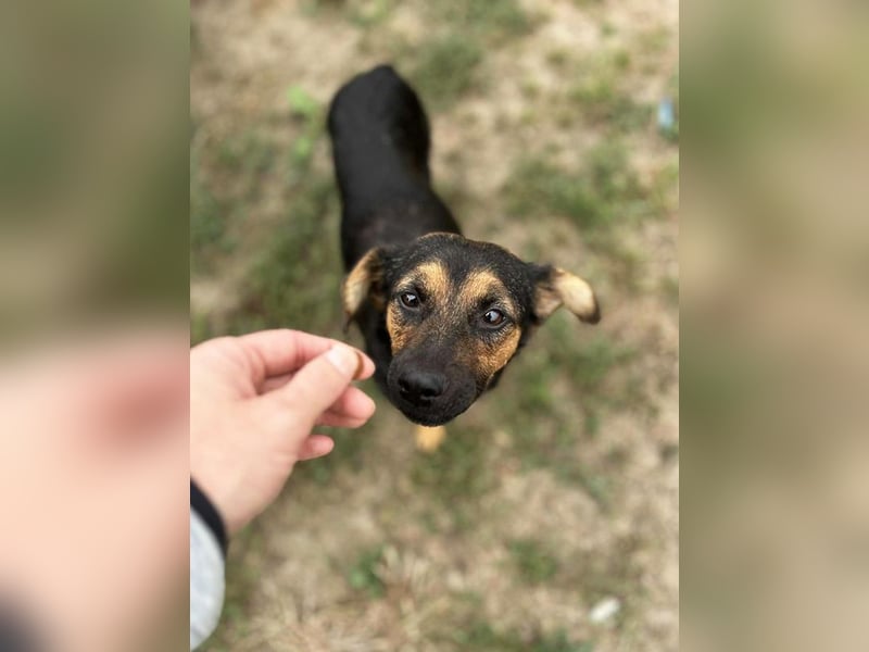 Averna: Zarte kleine Seele