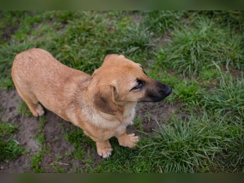 Chip 264811 sucht ein Zuhause