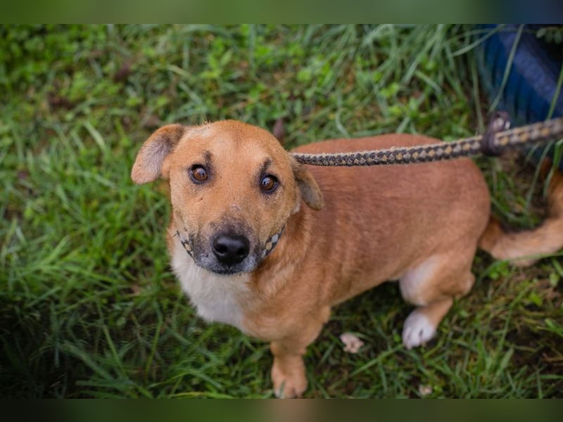 Chip 265594: Sucht ein Zuhause Chip 265594: Sucht ein Zuhause