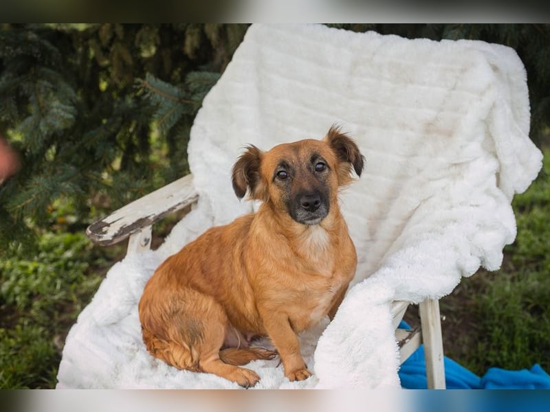 Maika sucht ein Zuhause