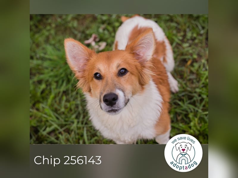 Chip 256143: Hundekind sucht ein Zuhause Chip 256143: Hundekind sucht ein Zuhause