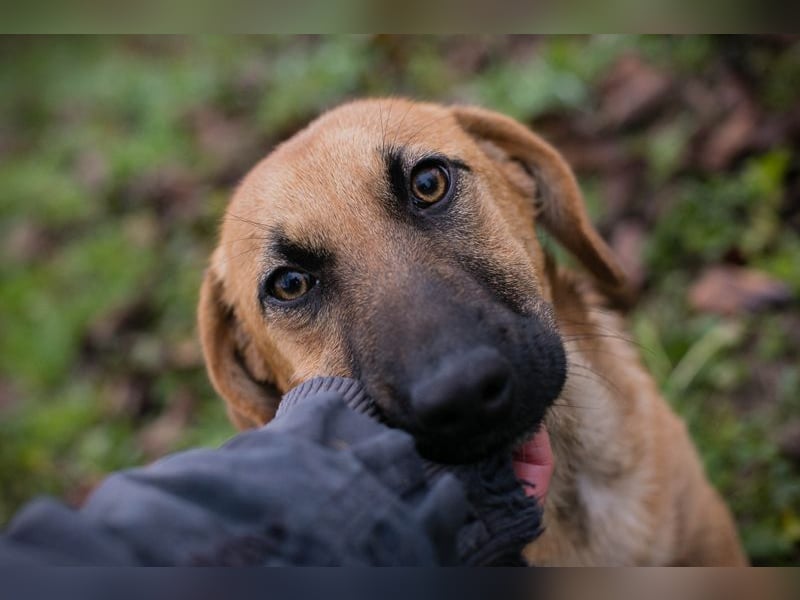 Chip 264811 sucht ein Zuhause