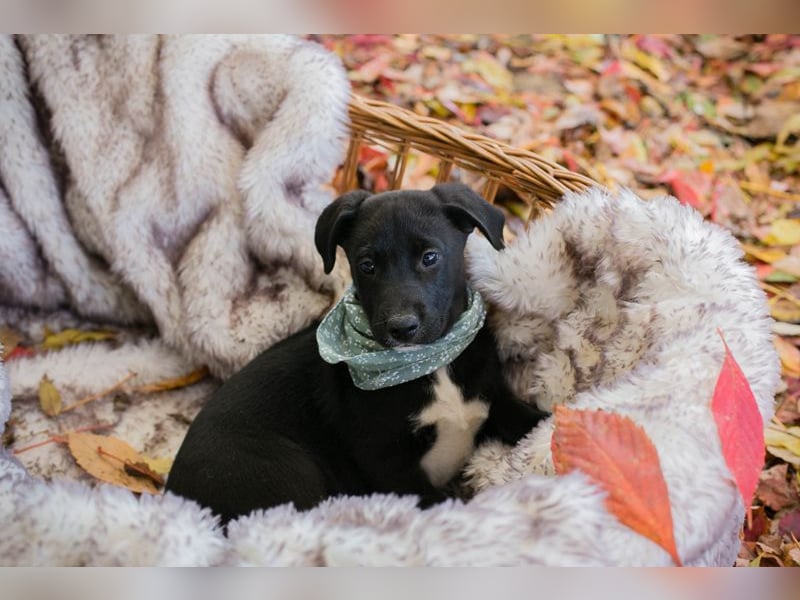 Chip 274368: Hundekind sucht ein Zuhause  Mama Nada