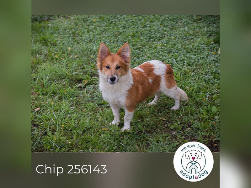 Chip 256143: Hundekind sucht ein Zuhause Chip 256143: Hundekind sucht ein Zuhause