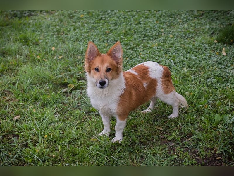 Chip 256143: Hundekind sucht ein Zuhause Chip 256143: Hundekind sucht ein Zuhause